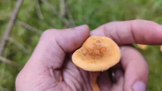 False Chanterelle - Foraging Mushrooms UK (Hygrophoropsis aurantiaca)