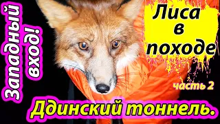 Лиса в Дидинском тоннеле. Западный ПОРТАЛ - Жизнь с Лисой / MIKI THE FOX