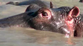 How Hippos Survive in the Wild