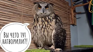 Owl Yoll has returned to her apartment in Moscow, and there are new tenants there!