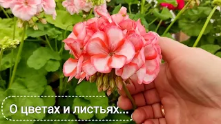 Парад цветения пеларгоний начинается! Показательные кустики 😉 сегодня 28.03.24.