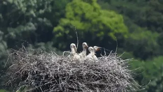 鳴門コウノトリ 2024/05/05 撮影 成長記録 徳島県鳴門市