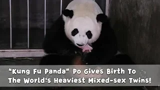 “Kung Fu Panda”Po Gives Birth To The World's Heaviest Mixed-sex Twins!｜iPanda