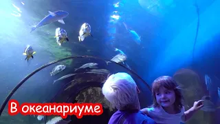VLOG Океанариум в Киеве. Скат просится на ручки