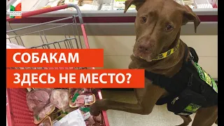 Собаки в магазине/ опрос