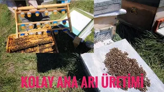 ana arı üretimi kapak yöntemi