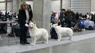 Fredericia 20140209 DKK Hvid Schweizisk Hyrdehund