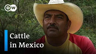 Mexico: Sustainable farms for biodiversity | Global Ideas