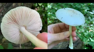 White Mushroom (Genus Megacollybia)