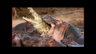 AMMAR NAGRA 2017 Hippo vs Crocodiles   Wild Animal Interaction 2017