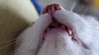 Cat Sleeps With His Mouth Open