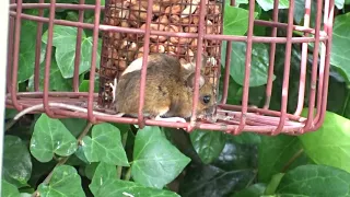 Field Mouse on Nuts