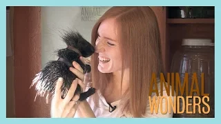 Baby Porcupine Has A Name!