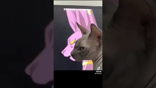 Life sucks take Beerus the Destroyer￼