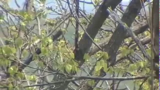 The black-naped oriole - Китайская черноголовая иволга