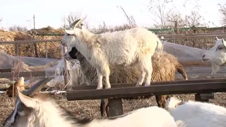 Оспа овец шагает по уссурийской земле