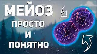 Мейоз - деление клетки | простое и понятное объяснение для ЕГЭ по биологии