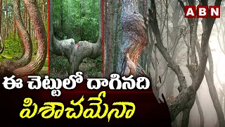 ఈ చెట్టులో దాగినది పిశాచమేనా? | Mystery of Poland's Crooked Forest | ABN