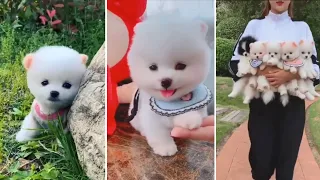 Most Famous Cute and Funny Pomeranian Dogs Videos Compilation #1