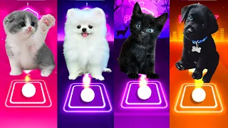 CUTE CAT & CUTE DOG SHAKIRA WAKA WAKA & CUTE CAT AARON SMITH DANCIN & CUTE DOG LADY GAGA BLOODY MARY