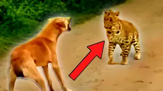 Leopard Encounters You're Not Meant to See!