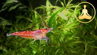 relaxing fish tank (red fire shrimp) - FULL HD 1080p