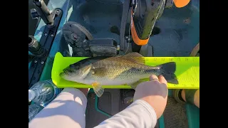 Kayak Fishing for Bass Paradise Point, CA Delta