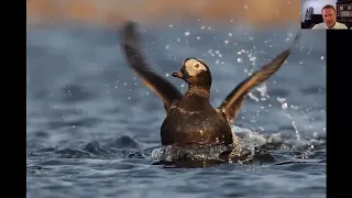 A Virtual Birding Trip to Alaska with Brian Zwiebel - TNA Program September 17, 2020