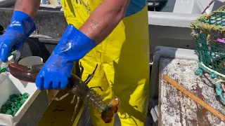 Newfoundland: Lobster Fishing with Captain Rodger