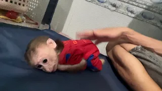 Super monkey! BiBi obediently lay still so her dad could massage her after swimming