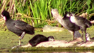 Птенцы лысухи подросли и похорошели || coots with chicks