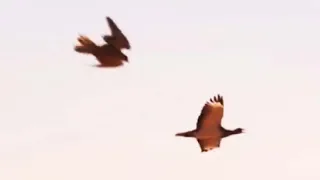 Birds of Prey Attacks. Birds attack. Compilation.