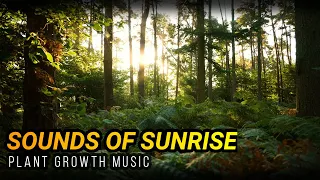 Plant Growth Music! 🌱 Sounds of Sunrise - Maximize Your Plants Potential!