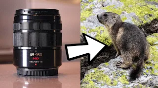 Faire de la photo animalière avec un objectif à 200€ (Lumix 45-150 F4-5.6)