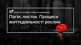 Пагін: листок. Процеси життєдіяльності рослин (Внутрішня будова листка). Відео 1 2 3 2