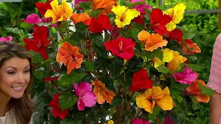 Cottage Farms 1-pc Multicolor Braided Hibiscus Tree Live Plant on QVC