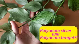 Polyneura silver или  Polyneura broget?! Обзор и сравнение двух хой.