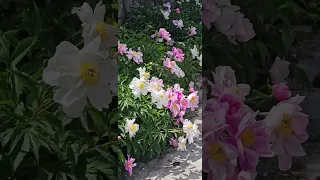 담장에 핀 아름다운 꽃 이름이 뭐예요