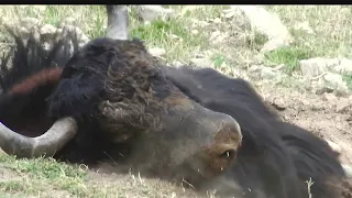 Deadly  WILD YAK FIGHT || Fighting for dominance ||  hYaktham   ||  War of Himalayan monsters