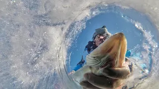 First Ice Walleyes on Lake Audubon