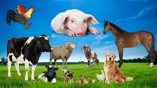 Sounds of farm animals: cow, chicken, buffalo, sheep, goat, duck - Animal sounds