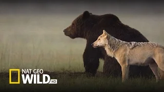 Best Documentary 2015 Nature & Best Wild Life [HD Documentary]