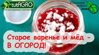 ВАРЕНЬЕ вместо ХИМИИ. КАК ИСПОЛЬЗОВАТЬ СТАРОЕ, ЗАПЛЕСНЕВЕЛОЕ или ЗАБРОДИВШЕЕ ВАРЕНЬЕ и МЁД.