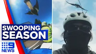 Suburban streets turn into battlefields amid magpie swooping season | 9News Australia