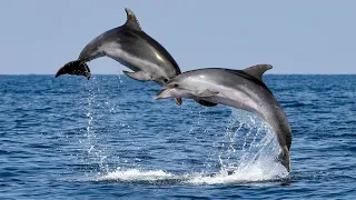 Dolphins playing and jumping in front of ship