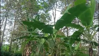 Tanah Kebun Durian Pohon Besar Panen Tahunan