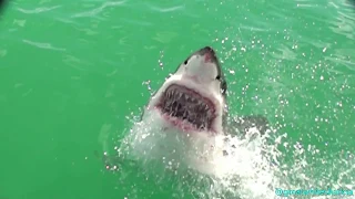 Great White Shark - Breaching