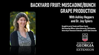 Backyard Fruit: Muscadine Grapes