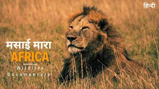 African wildlife documentary in Hindi - Predators ।  मसाई मारा जंगल, अफ्रिका