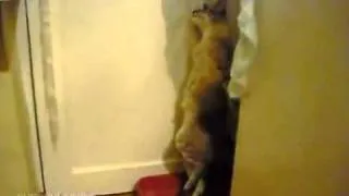 Пьяный кот (drunk cat) =))